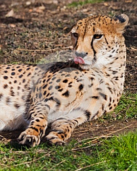 A lazy cheetah with orange skin lit by the sun lies in the green spring grass