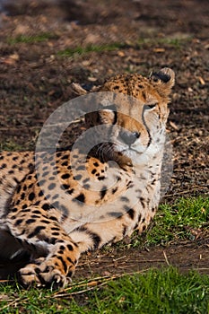 A lazy cheetah with orange skin lit by the sun lies in the green spring grass