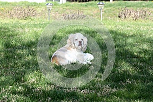 Lazy cocker spaniel laying in the nice green grass