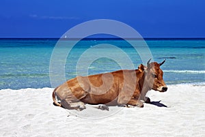 Lazy cow, Saleccia Beach, Corsica photo