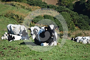 Lazy Cows Resting in a Grass Field in the Azores