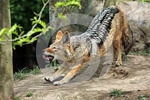 Lazy Coyote