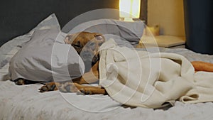 Lazy cute puppy falls asleep on bed under the blanket, German boxer lies on a pillow and resting