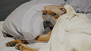 Lazy cute puppy falls asleep on bed under the blanket, German boxer lies on a pillow and resting