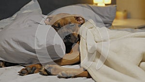 Lazy cute puppy falls asleep on bed under the blanket, German boxer lies on a pillow and resting