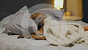 Lazy cute puppy falls asleep on bed under the blanket, German boxer lies on a pillow and resting