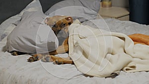 Lazy cute puppy falls asleep on bed under the blanket, German boxer lies on a pillow and resting