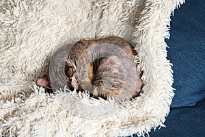 Lazy cute cat is sleeping on the sofa