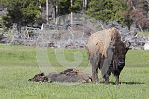 Lazy day for buffalos