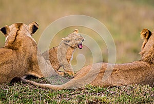 Lazy day with the Masai Mara`s Marsh pride with the cubs playing photo