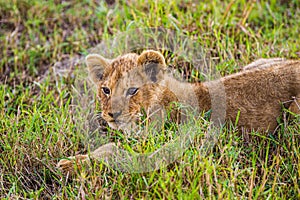 Lazy day with the Marsh pride with the cubs playing around photo