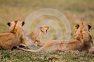 Lazy day with the Masai Mara`s Marsh pride with the cubs playing photo