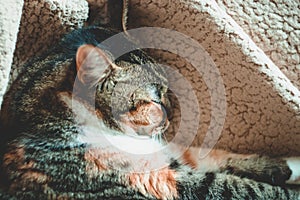 Lazy demestic cat on a warm beige plaid. Home background