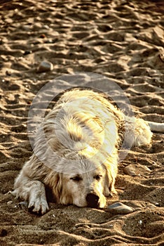 Lazy dog on the beach