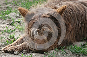 Lazy dog resting