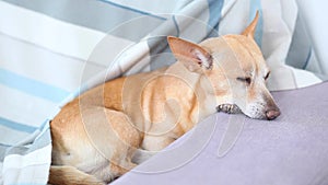 Lazy Dog Sleep on bed. Pet concept. Tired Chihuahua dog, lying on sofa at home. Dog waiting for owner home. Resting red Dog on cou