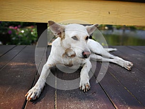 Lazy dog sleeping on the floor