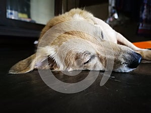 Lazy dog sleeping on the floor