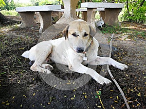 Lazy dog sleeping on the floor