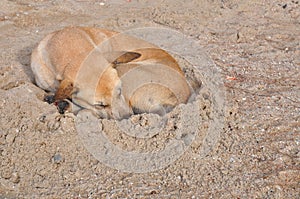 Lazy dog and sleeping on sand beach