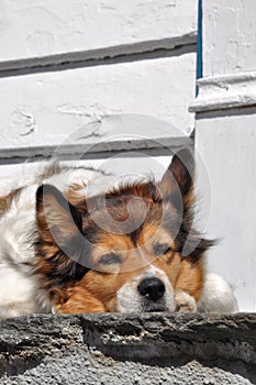 Faul der Hund auf der treppe 