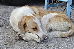 Lazy doggy enjoy his sleep