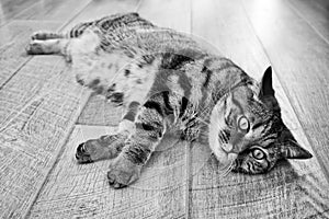 Lazy domestic tabby grey cat relaxing on wooden flor. Serious cat face portrait.