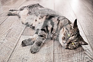 Lazy domestic tabby grey cat relaxing on wooden flor. Serious cat face portrait.