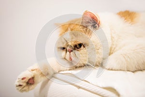lazy Exotic shorthair cat on bed