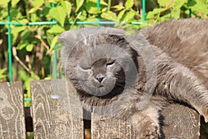 Lazy Folding cat