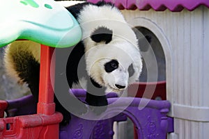 The lazy giant panda is climbing the toy house