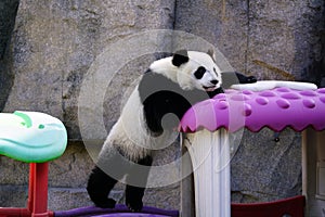 The lazy giant panda is climbing the toy house