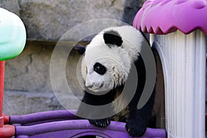 The lazy giant panda is climbing the toy house