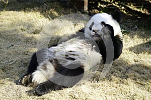 The lazy giant panda is eating the bamboo