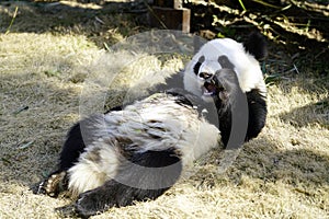 The lazy giant panda is eating the bamboo