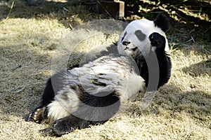 The lazy giant panda is eating the bamboo