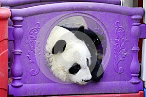 The lazy giant panda is hiding in the toy house