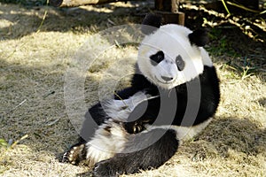 The lazy giant panda is Looking around