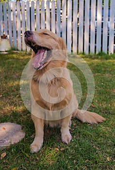 Lazy Golden Retriever