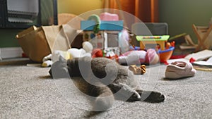 Lazy gray cat resting on the floor after doing a mess in a nursury room, mishief