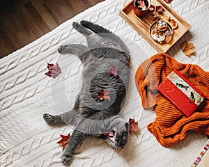 The lazy gray cat yawns. The pet lies on a white knitted blanket