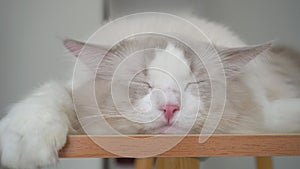 Lazy gray ragdoll cat close eye and sleep deep on table, cat closeup