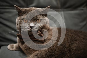 Lazy grey beauty british shorthair cat on cozy sofa.