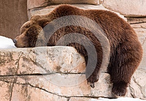 Lazy Grizzly