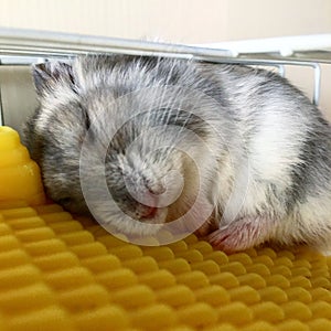 Lazy hamster sleeping photo