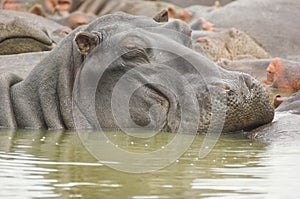 Lazy Hippo