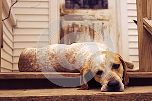 Lazy Hound dog on the porch