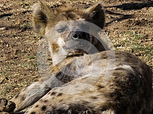 Lazy Hyena in the Sun