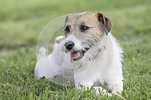 Lazy Jack Russell looking to his side