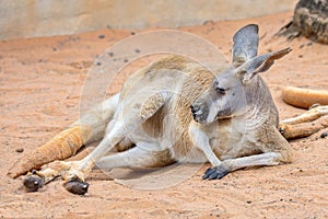 Lazy Kangaroo On Sand